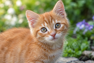 Kitty close-up